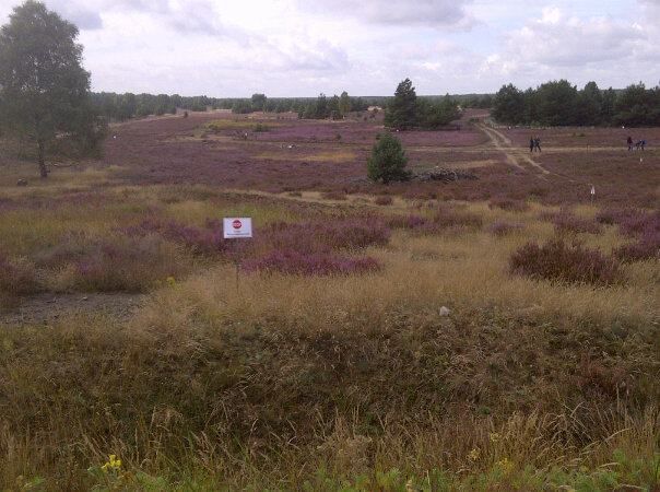 Die Heide blüht friedlich. Foto: K. Tackmann